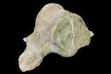 Fossil Plesiosaur Cervical Vertebra - Asfla, Morocco #166011-1